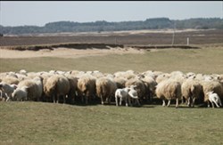 Een echte plattelands beleving in Oost-Nederland