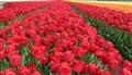 Bloemenzee op Goeree-Overflakkee